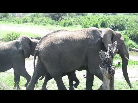 OL trip 2014 Tanzania